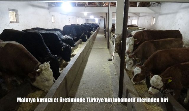 Malatya kırmızı et üretiminde Türkiye’nin lokomotif illerinden biri
