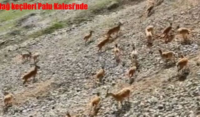 Palu Kalesi eteklerinde dağ keçileri sürüleri görüntülendi