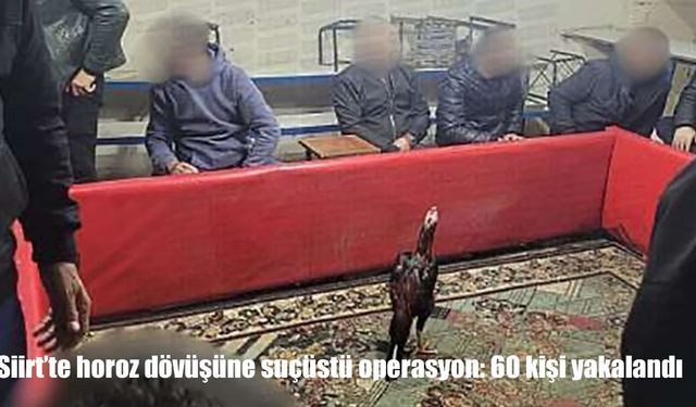 Siirt’te yasa dışı horoz dövüşüne suçüstü baskın: 60 kişi yakalandı