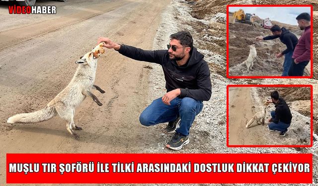 Muşlu TIR şoförü ile tilkinin sıra dışı dostluğu