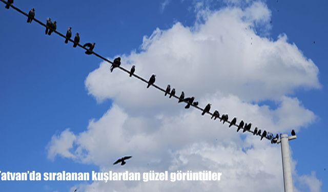 Tatvan’da elektrik tellerindeki kuşlar kartpostallık görüntü oluşturdu