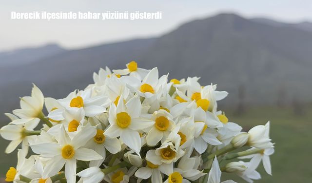 Derecik’te bahar geldi: Nergisler açtı