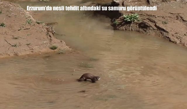 Erzurum’da doğa şöleni: Su samuru balık peşinde