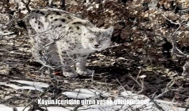 Yiyecek arayan vaşak yerleşim yerine indi