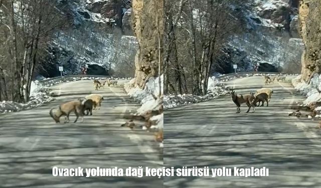 Tunceli’de doğayla iç içe anlar: Dağ keçileri trafiği durdurdu