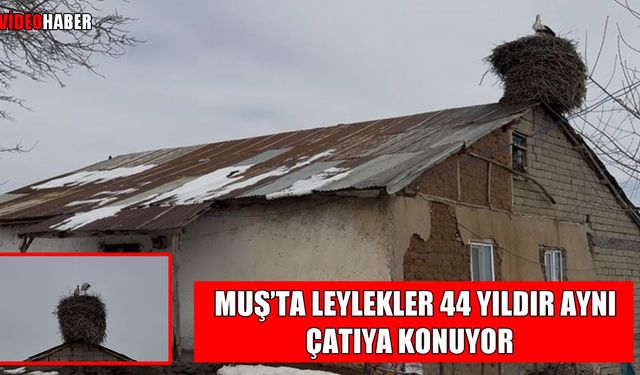 Muş’ta 44 yıllık dostluk: Leylekler geldi, bahar müjdelendi