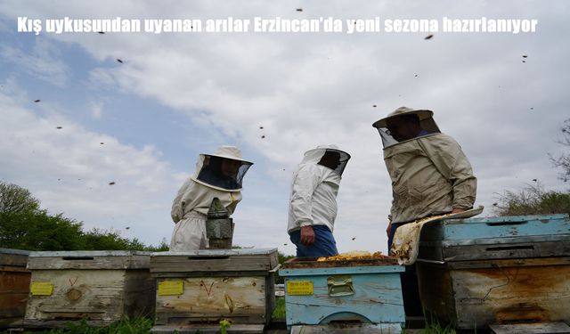 Erzincan’da arılar uyanıyor: Bal sezonu için hazırlık başladı