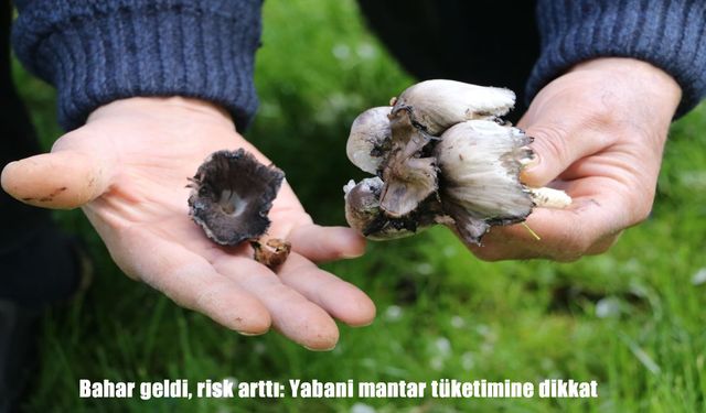 Bahar geldi, risk arttı: Yabani mantar tüketimine dikkat