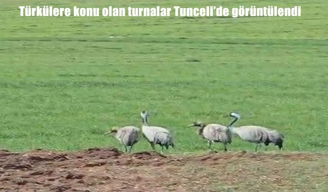 Tunceli’de nadir görülen turnalar balıkçının kamerasına yansıdı