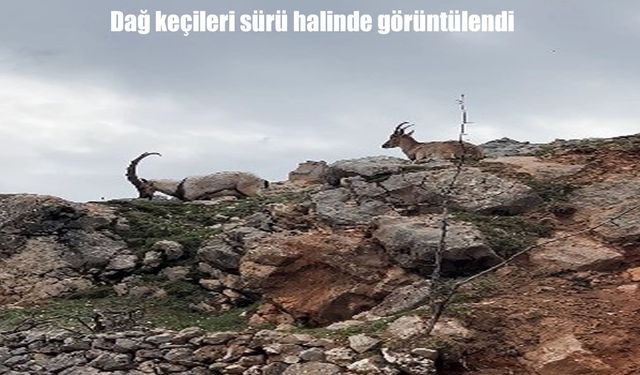 Tunceli’de dağ keçileri sürü halinde görüntülendi