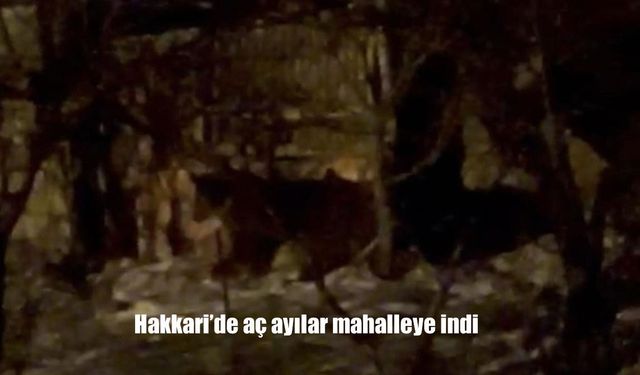 Hakkari'de aç ayılar yerleşim yerine indi