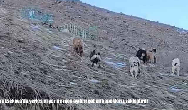 Hakkari’de ayı alarmı: Köye inen ayıları köpekler uzaklaştırıldı