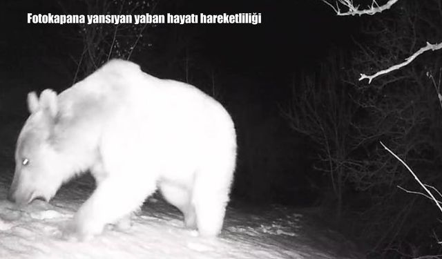 Erzincan’da fotokapana yansıyan yaban hayatı hareketliliği