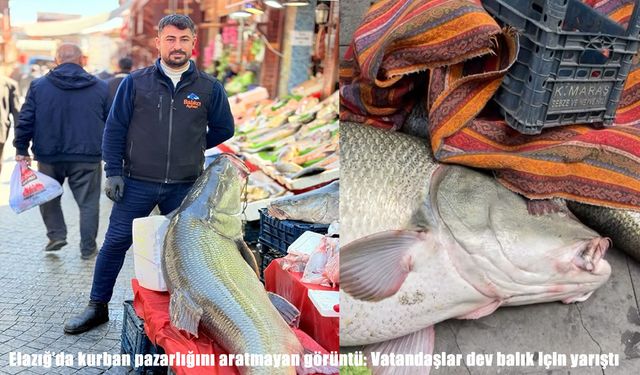 Elazığ’da 82 kiloluk dev turna balığına yoğun ilgi