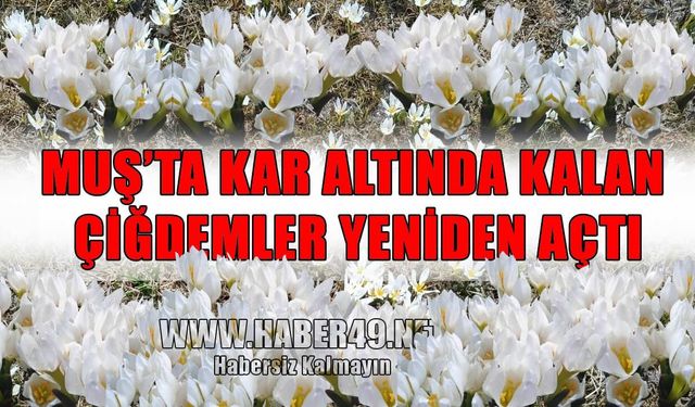 Muş’ta çiğdemler çiçek açtı