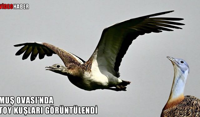 Toy kuşları yeniden Muş Ovası’nda