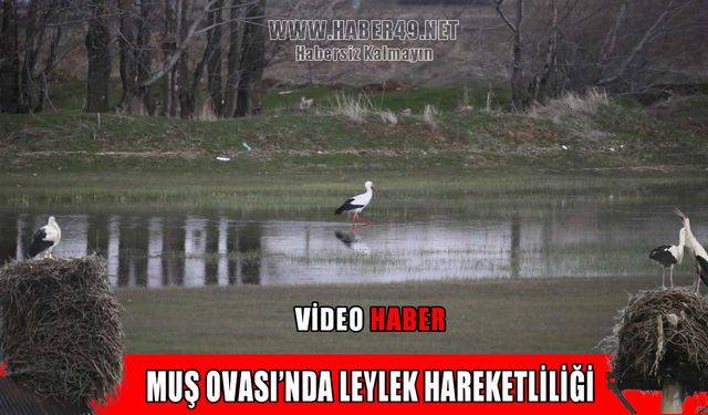 Baharın müjdecisi leylekler Muş Ovası’na döndü