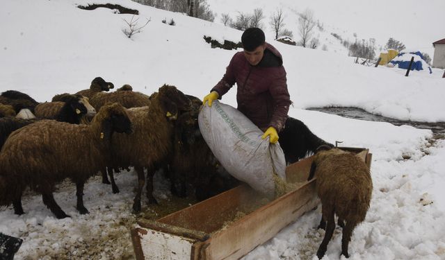 Bitlis’te Uzayan Kış Küçükbaş Hayvancılığı Zorladı: Yemler Tükeniyor