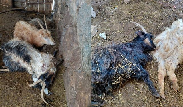 Hakkari’de Kurt Saldırısı: 12 Keçi Telef Oldu