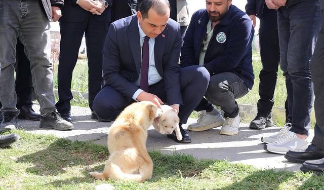 Iğdır’da Hayvan Bakımevi Ziyareti: Vali Taşolar Çalışmaları İnceledi