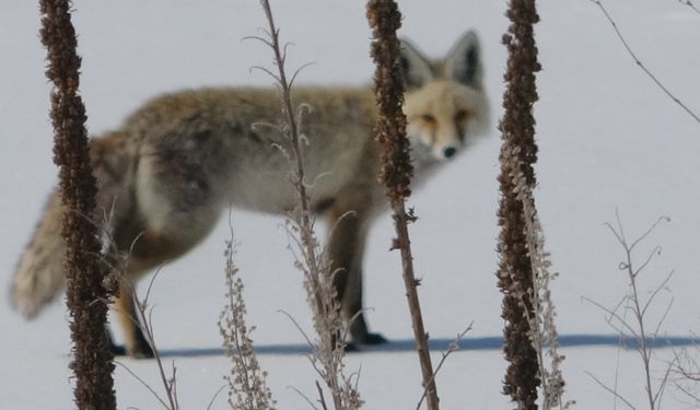 Ardahan’da Kar Üzerinde Dinlenen Tilki Görüntülendi