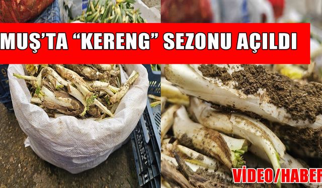 Muş’ta kenger satışı başladı: Kilosu 180 TL