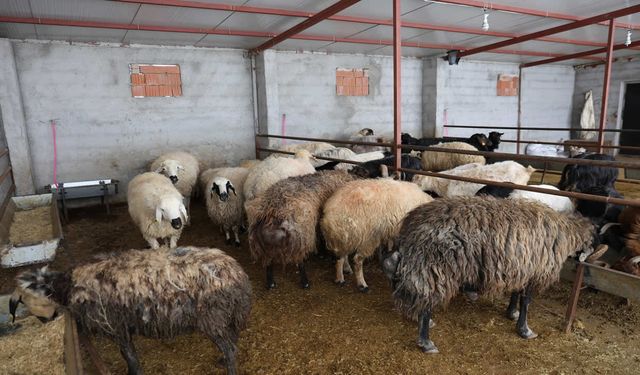 Elazığ’da Kurbanlık Satışları Başladı