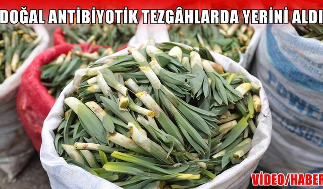 Muş’ta doğal antibiyotik gülük otu satışa çıktı