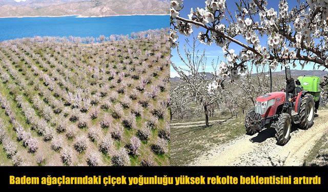 Elazığ’da Badem Üreticileri Verimli Sezon Bekliyor