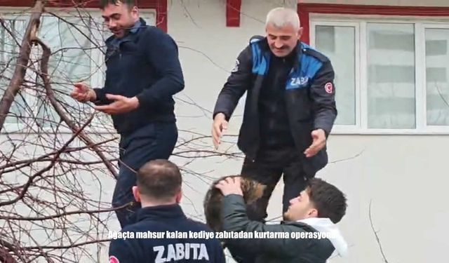 Ağaçta mahsur kalan kedi ekipleri harekete geçirdi