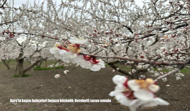 Kars’ta kayısı ağaçları çiçek açtı bereketli sezon beklentisi