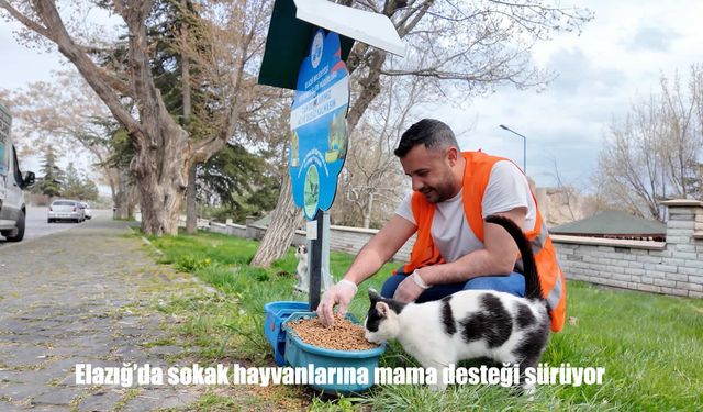 Sokak hayvanları için mama seferberliği sürüyor
