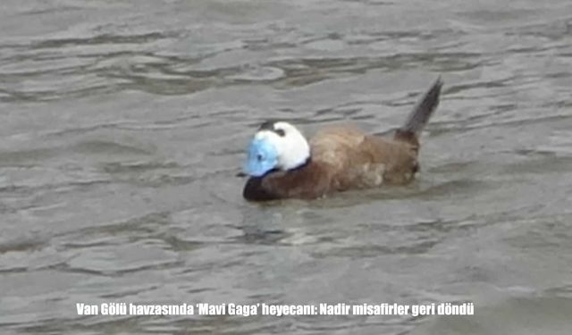 Erçek Gölü Nadir Kuşlara Yeniden Ev Sahipliği Yapıyor