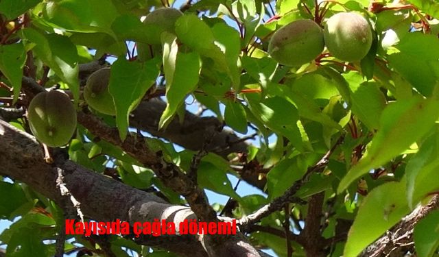 Malatya’da kayısıda çağla dönemi başladı: Üretici temkinli umutlu