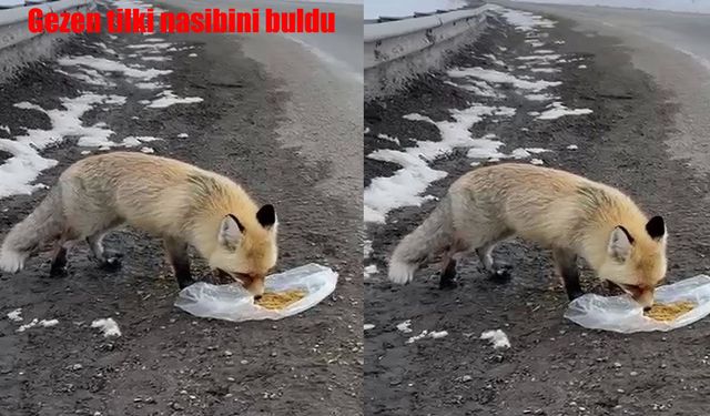 Erzurum’da aç tilkiyi sürücüler doyurdu