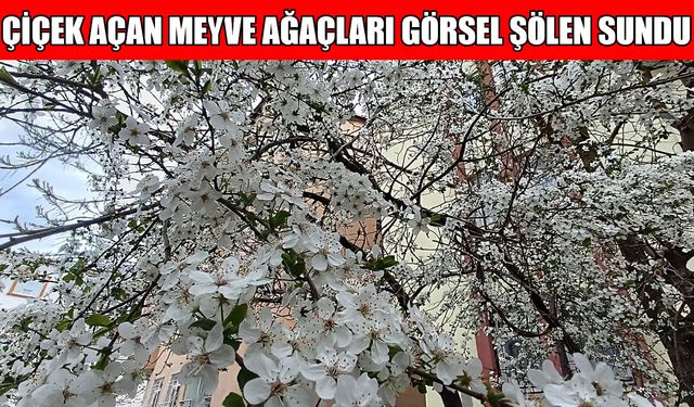 Muş’ta görsel şölen: Meyve ağaçları çiçek açtı