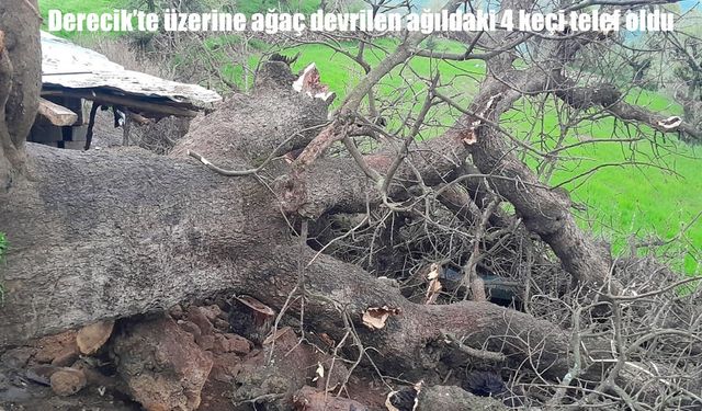 Derecik’te sağanak felaketi: Devrilen ağaç ağılı yıktı, 4 keçi telef oldu