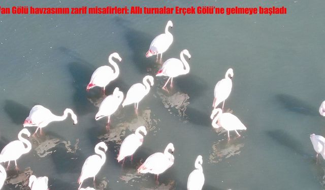 Van Gölü havzasının zarif misafirleri: Allı turnalar Erçek Gölü'ne gelmeye başladı