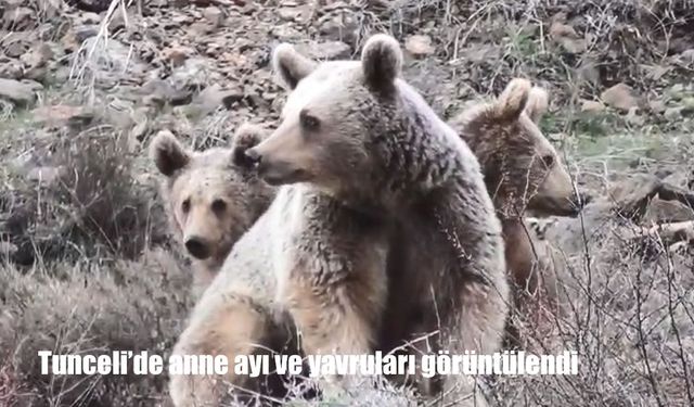Tunceli'de anne ayı ve yavruları görüntülendi