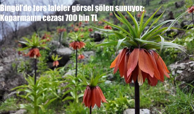 Bingöl'de ters laleler göz kamaştırıyor: Koparmanın cezası 700 bin TL