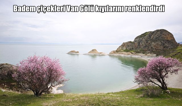 Van Gölü sahilleri baharla buluştu: Badem çiçekleri görsel şölen sunuyor