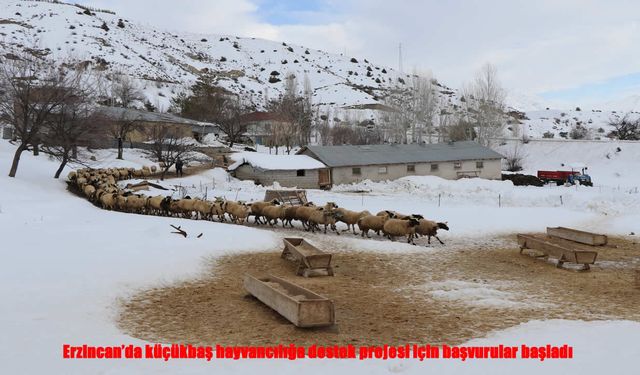 Erzincan’da Üreticiye Can Suyu: Küçükbaş Destek Projesi