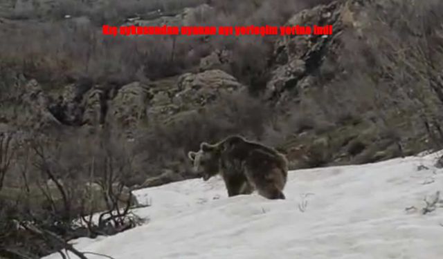 Şemdinli’de Yiyecek Arayan Ayı Yerleşim Alanına İndi