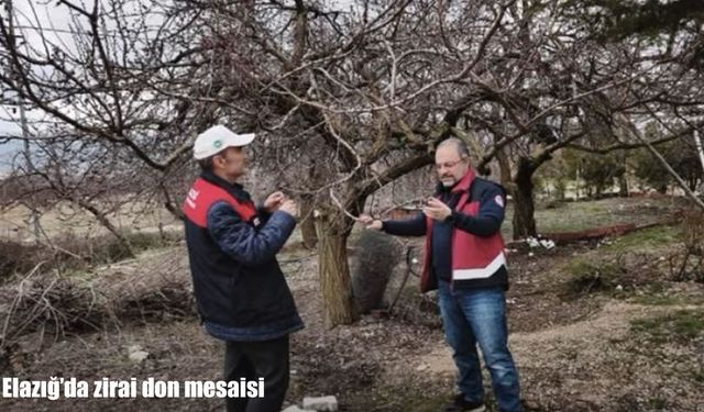 Elazığ’da zirai don mesaisi: Ekipler sahada inceleme yaptı