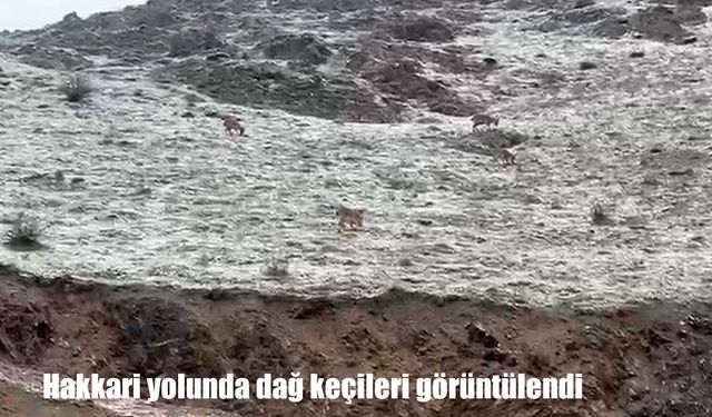 Hakkari yolunda dağ keçileri görüntülendi