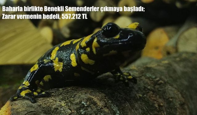 Benekli semenderler baharla birlikte ortaya çıktı: Zarar vermenin cezası 557 Bin TL Ceza