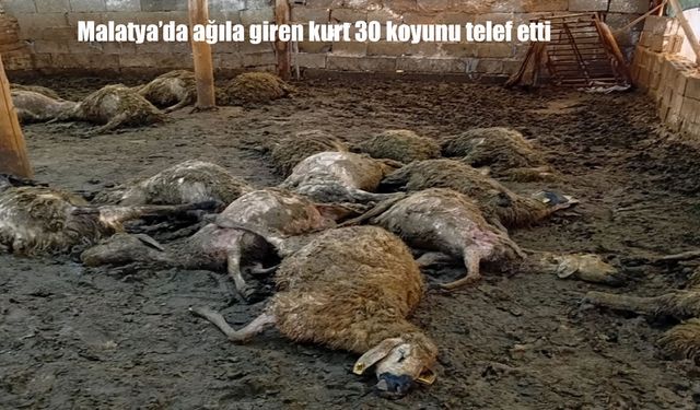 Malatya’da ağıla giren kurt dehşeti: 30 koyun telef oldu