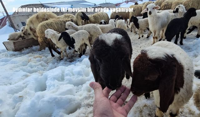 Bitlis’te iki mevsim bir arada: Aydınlar’da bahar ve kış yan yana