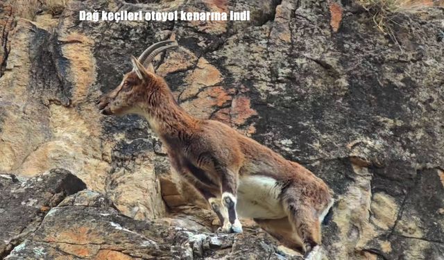 Erzurum’da dağ keçileri sürü halinde görüldü