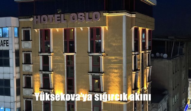 Yüksekova’da Sığırcık Akını: Binalar Kuşlarla Kaplandı